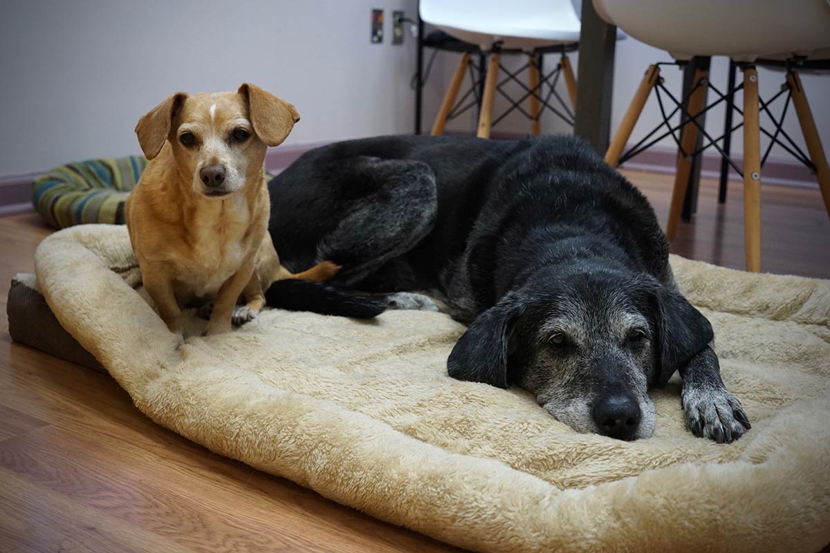 Two of our dog patients resting in a bed