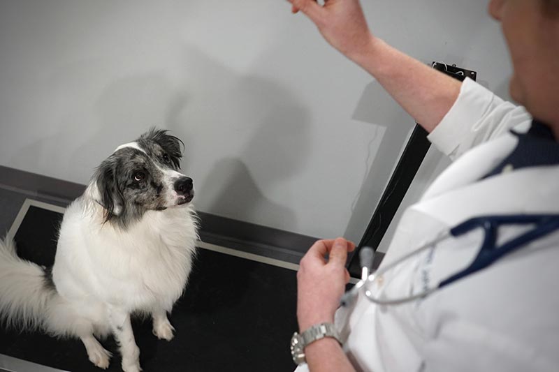 One of our canine patients looking healthy and happy